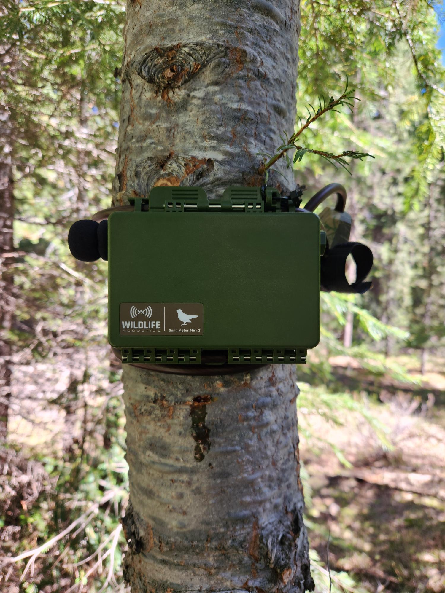 Field photo for this project